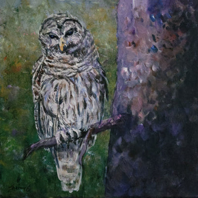 Barred Owl Watch