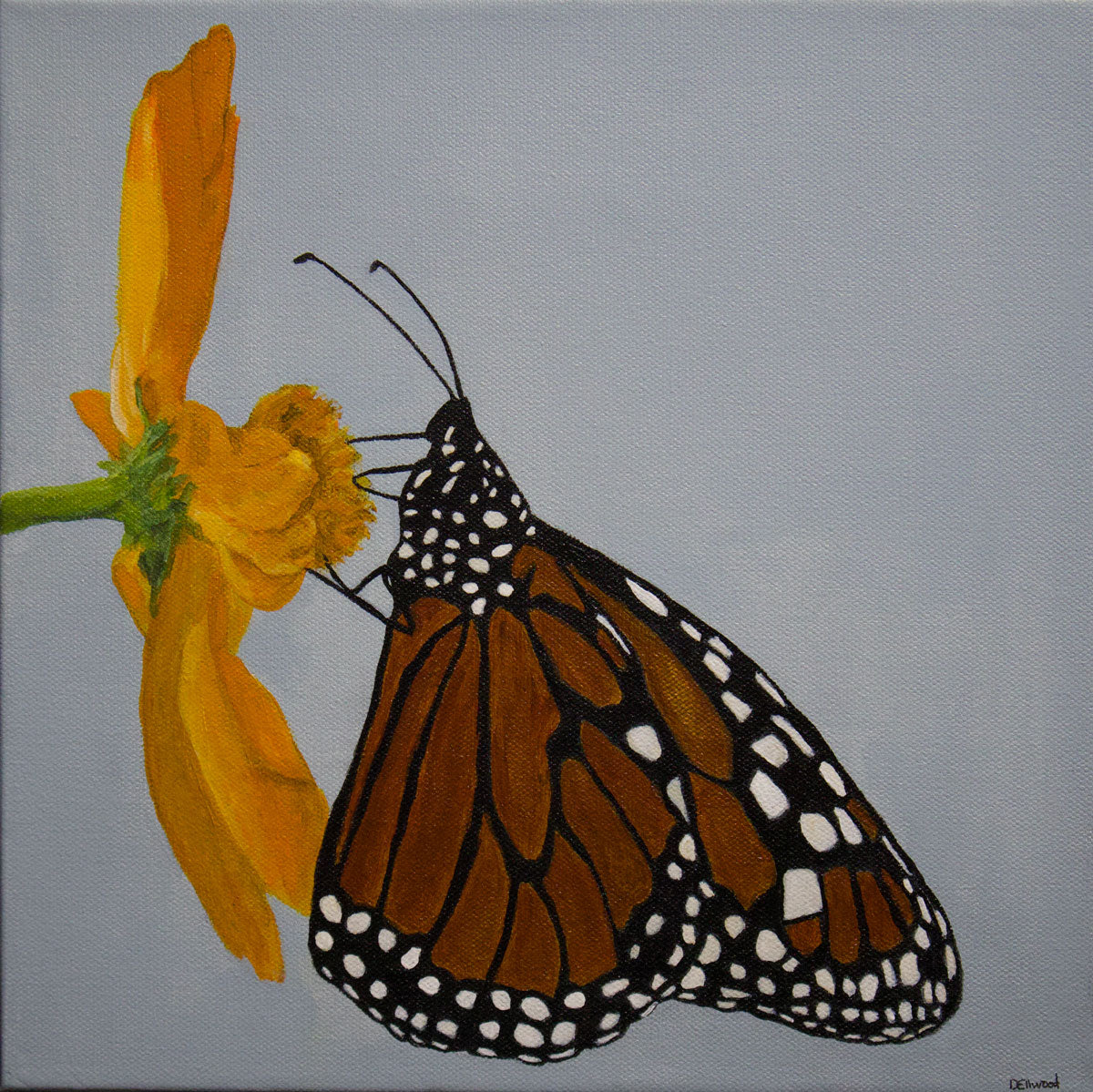 Butterfly Of The Sun