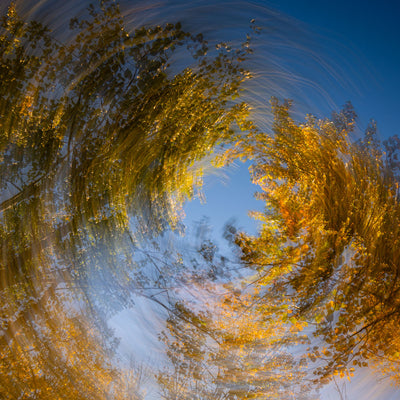 A Carousel of Saffron