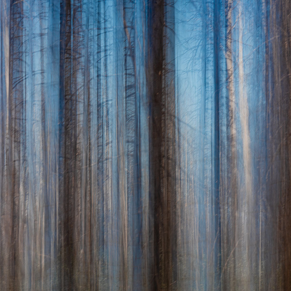 Shades Of A Silent Forest