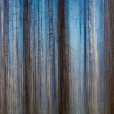 Shades Of A Silent Forest